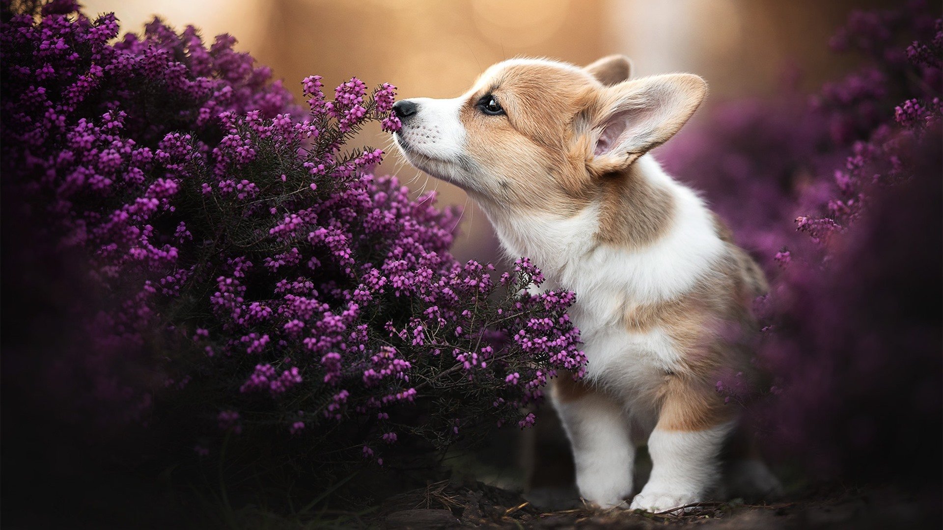 爱游戏官方主页-“青春飞扬”青少年运动会在哈尔滨亮相，融合多项运动，普及篮球