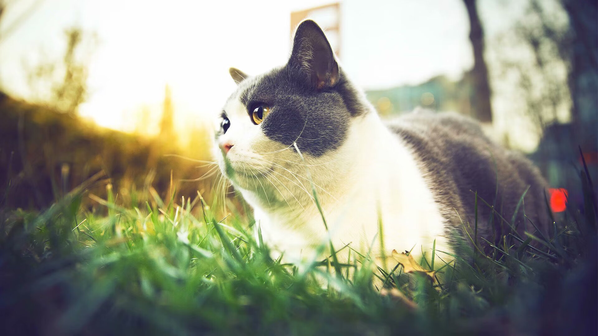 爱游戏体育（AYX）官方APP下载-【天使队调整阵容】新援融入带来战术革新，天使阵容怎么搭配最新