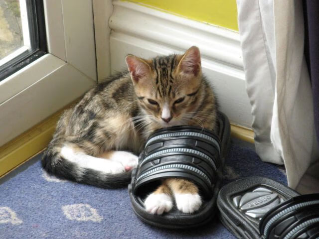 字母哥表现出色带领雄鹿夺冠,字母哥表现出色带领雄鹿夺冠了吗