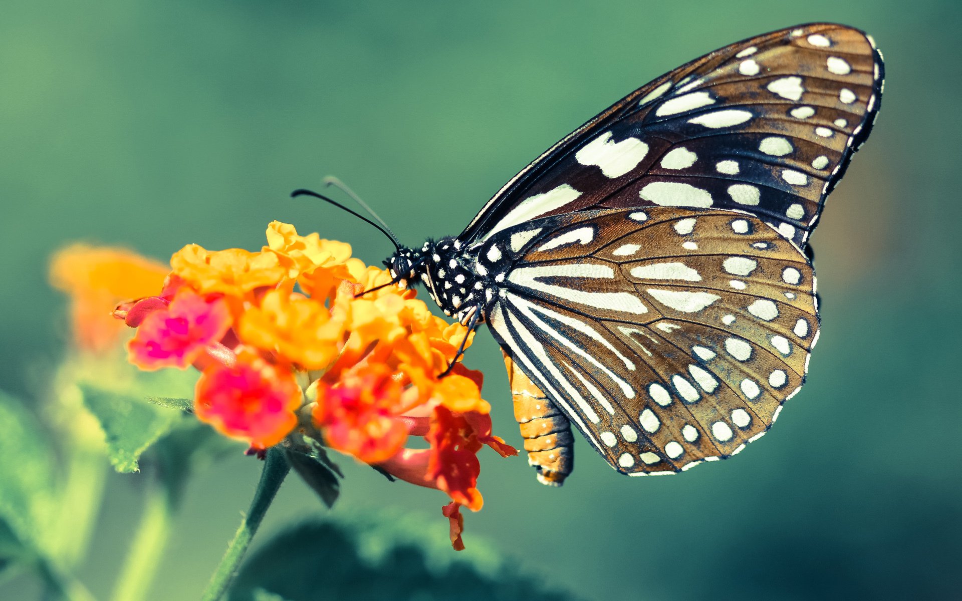 爱游戏体育官方在线-意甲豪门展开激烈争夺，球员表现成为焦点，意甲曾经的豪门